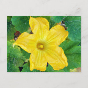 Cartão Postal Flor Zucchini