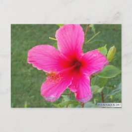 CARTÃO POSTAL FLORA COLORIDA #6