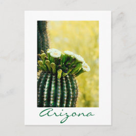 Cartão Postal floração de um Saguaro