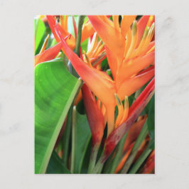 Cartão Postal Florais de Heliconia Tropical Brilhantes