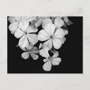 Cartão Postal Florais preto e branco