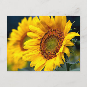 Cartão Postal Floral Amarelo Girassóis - Olá, Amor, Obrigado