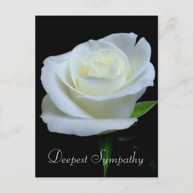 Cartão Postal Floral Black and White Rose Deepest Sympathy (Frente)