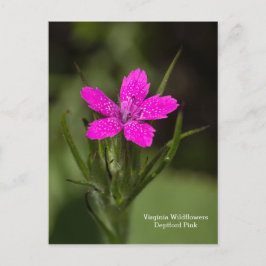 Cartão Postal Floral de Deptford Pink Virginia Wil
