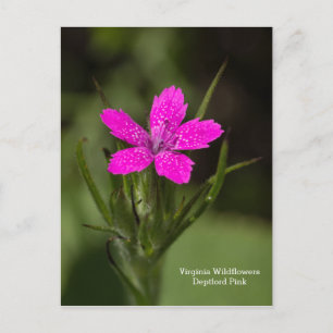 Cartão Postal Floral de Deptford Pink Virginia Wil