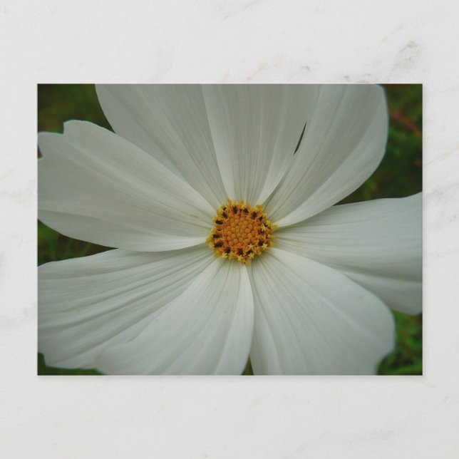 Cartão Postal Floral de Flor Selvagem de Verão do Cosmos Branco (Frente)