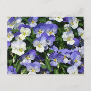 Cartão Postal Floral de Jardim de Pânico Roxo