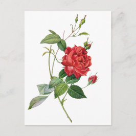 Cartão postal floral de rosa vermelha de vinheta