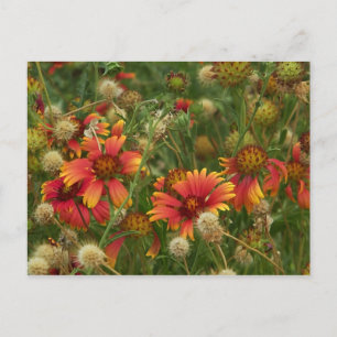 Cartão postal floral de verão