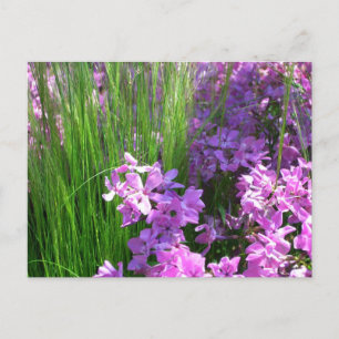 Cartão Postal Floral de Verão de Flox e Grama Rosa