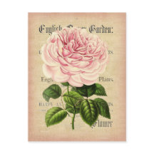 cartão postal floral feminino da rosa floral
