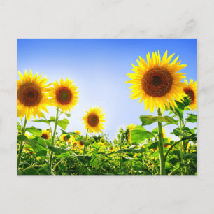 Cartão Postal Floral Girassol Amarelo Flor Azul