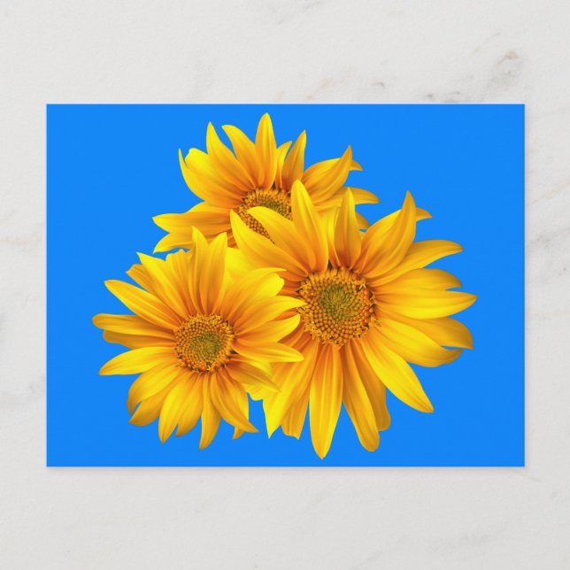 Cartão Postal Floral Girassol Amarelo Flor Céu Azul (Frente)