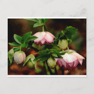 Cartão Postal Floral - Hellebores Rosa