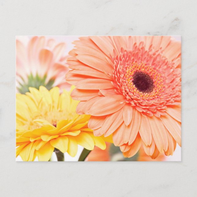 Cartão Postal Floral Peach Orange E Yellow Gerbera Daisies (Frente)