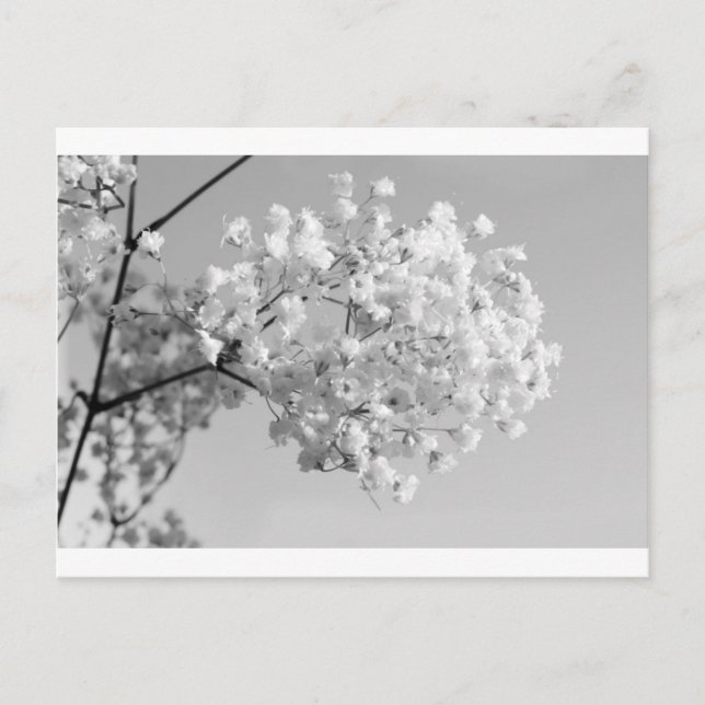 Cartão Postal Floral Preto e Branco (Frente)