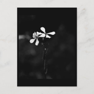 Cartão Postal floral preto e branco minimalista