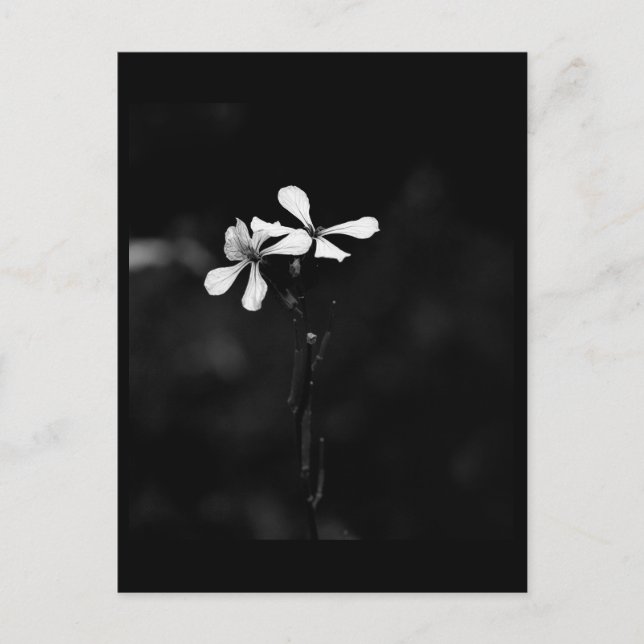 Cartão Postal floral preto e branco minimalista (Frente)