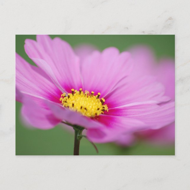 Cartão Postal Floral Rosa (Frente)