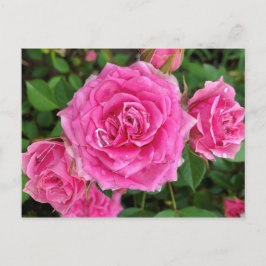 Cartão Postal Floral Rosa