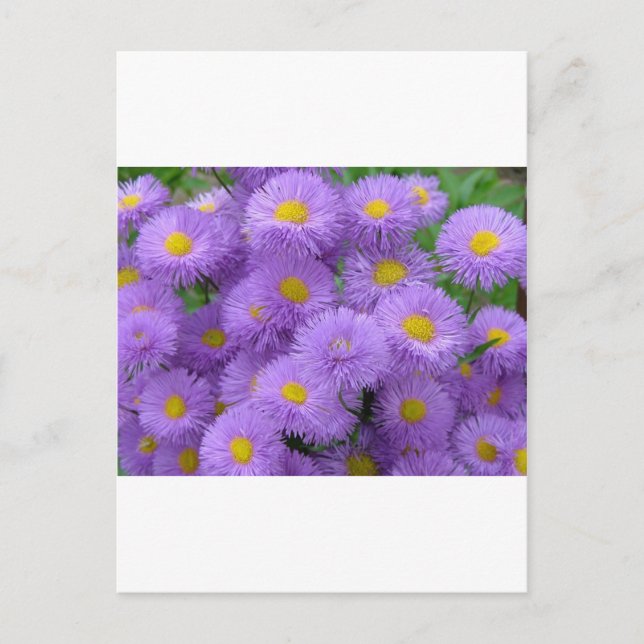 Cartão Postal Floral Roxo (Frente)