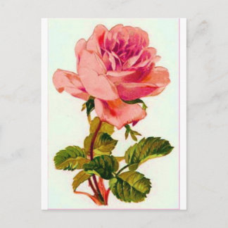 Cartão Postal Flores