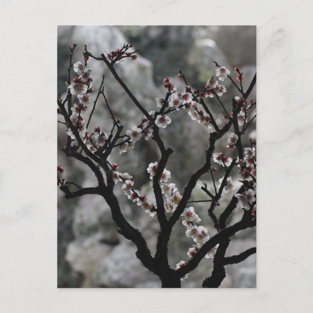 Cartão Postal Flores  (Frente)