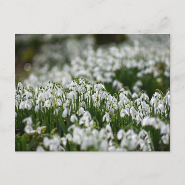 Cartão Postal Flores (Frente)