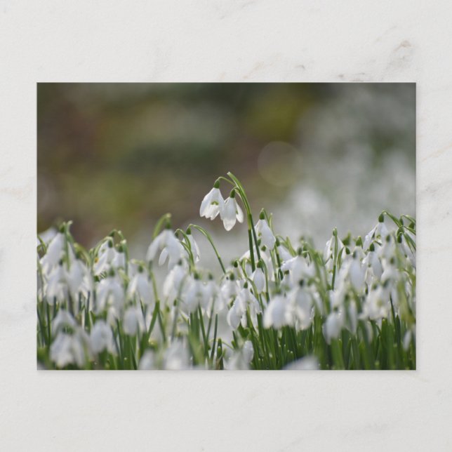 Cartão Postal Flores (Frente)