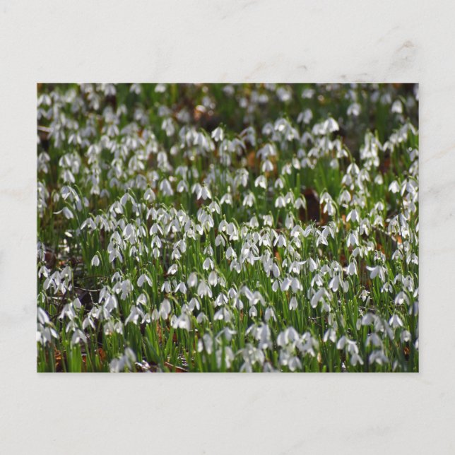 Cartão Postal Flores (Frente)