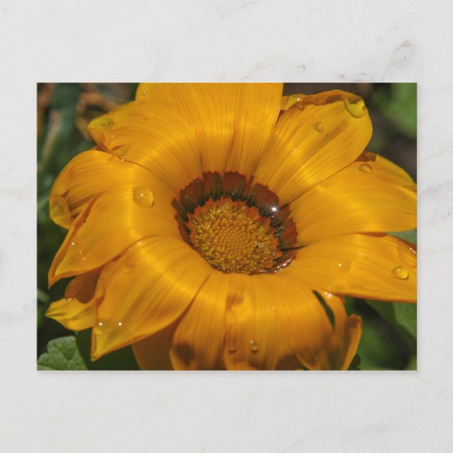 Cartão Postal Flores (Frente)