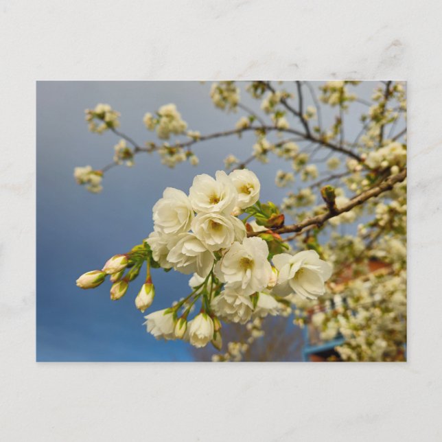 Cartão Postal Flores (Frente)