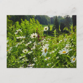 Cartão Postal Flores