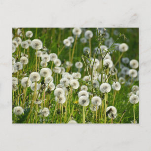 Cartão Postal Flores
