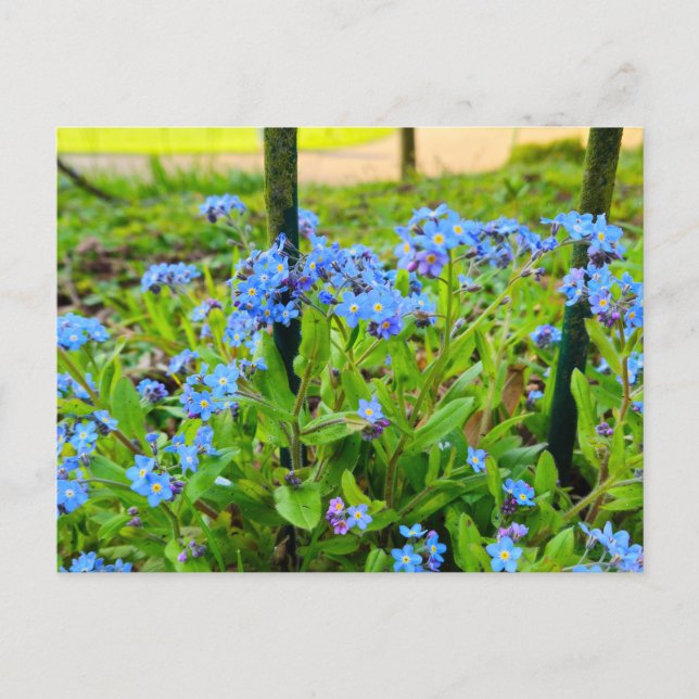 Cartão Postal Flores (Frente)