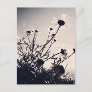 Cartão Postal Flores