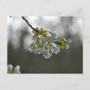 Cartão Postal Flores