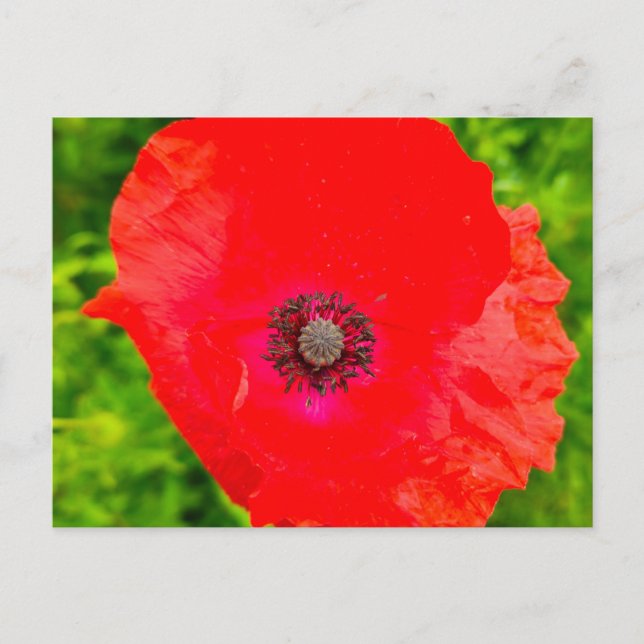 Cartão Postal Flores (Frente)