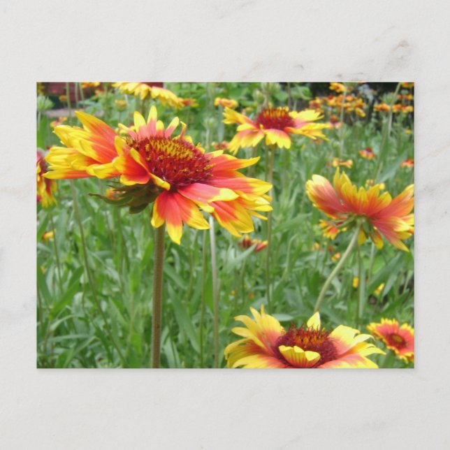 Cartão Postal Flores (Frente)