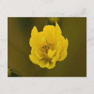 Cartão Postal Flores