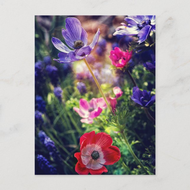 Cartão Postal Flores (Frente)