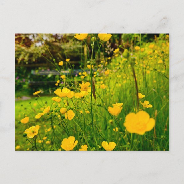 Cartão Postal Flores (Frente)