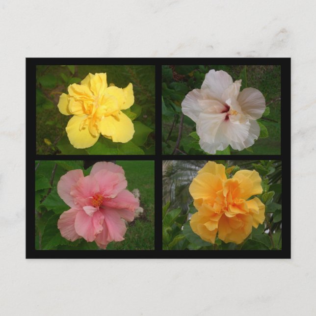 Cartão Postal Flores (Frente)