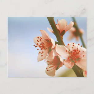 Cartão Postal Flores