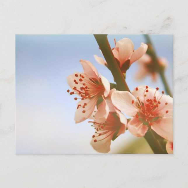 Cartão Postal Flores (Frente)