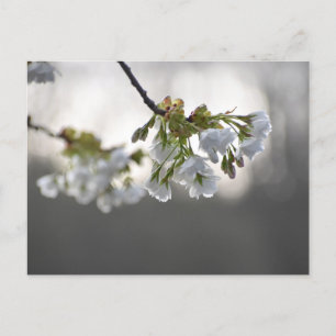 Cartão Postal Flores