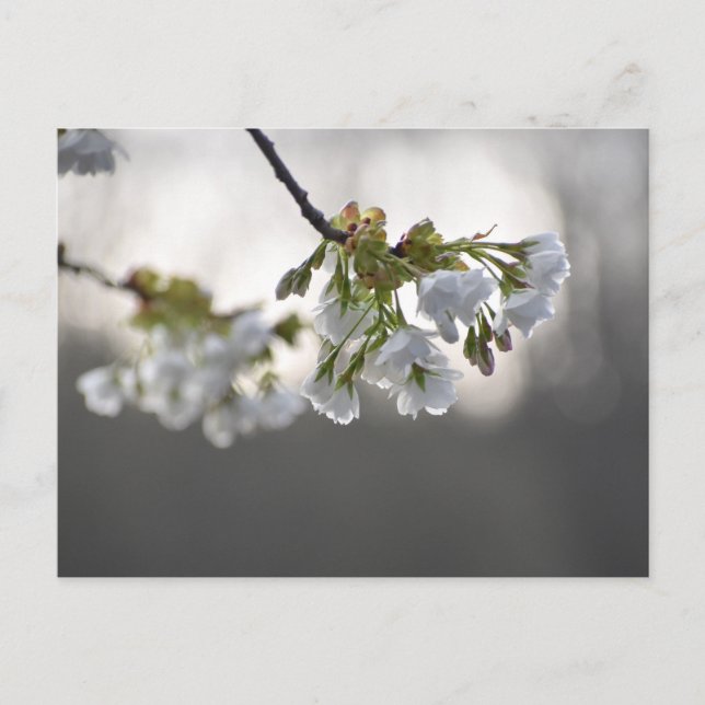 Cartão Postal Flores (Frente)