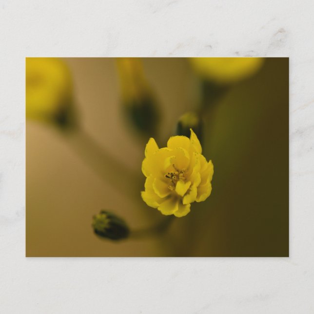 Cartão Postal Flores (Frente)
