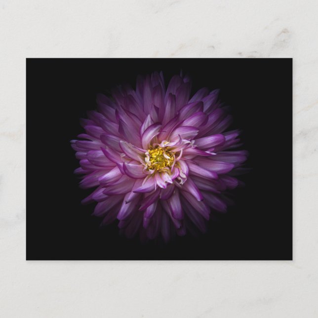 Cartão Postal Flores 20 (Frente)