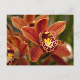 Cartão Postal Flores alaranjadas da orquídea